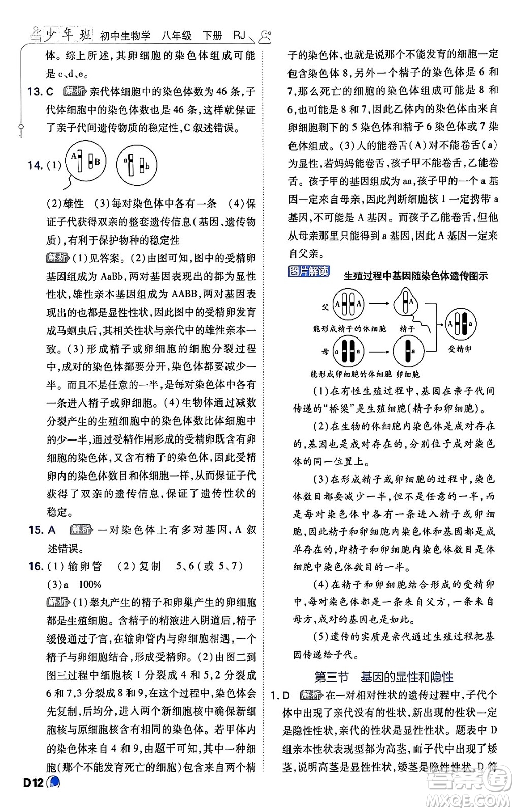 開明出版社2024年春少年班八年級生物下冊人教版答案