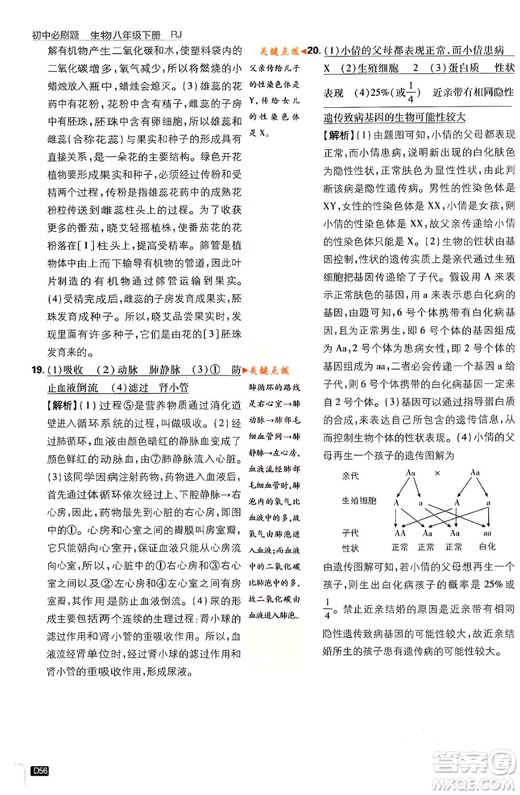 開明出版社2024年春初中必刷題八年級(jí)生物下冊(cè)人教版答案