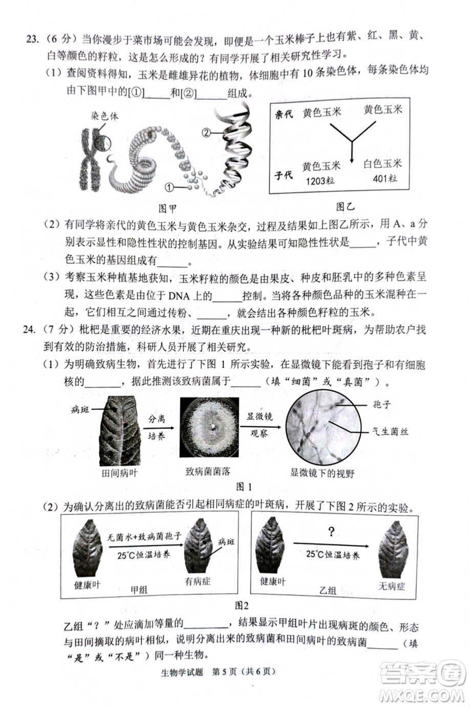 2024重慶中考生物真題答案