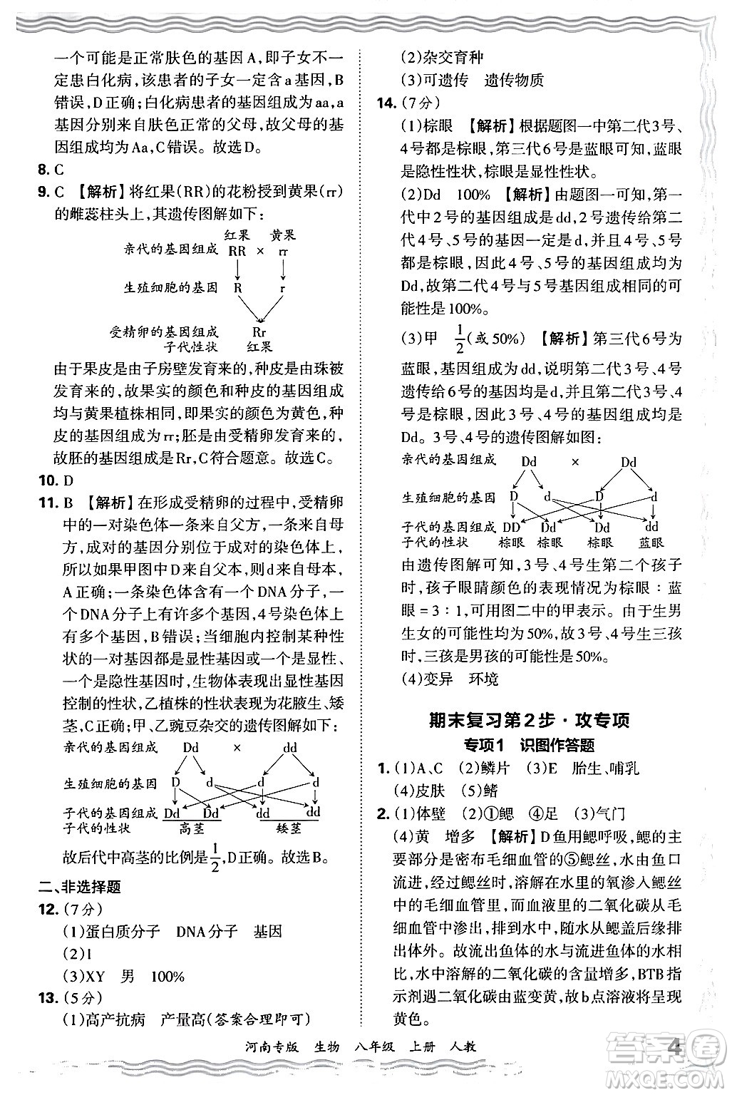 江西人民出版社2024年秋王朝霞各地期末試卷精選八年級生物上冊人教版河南專版答案